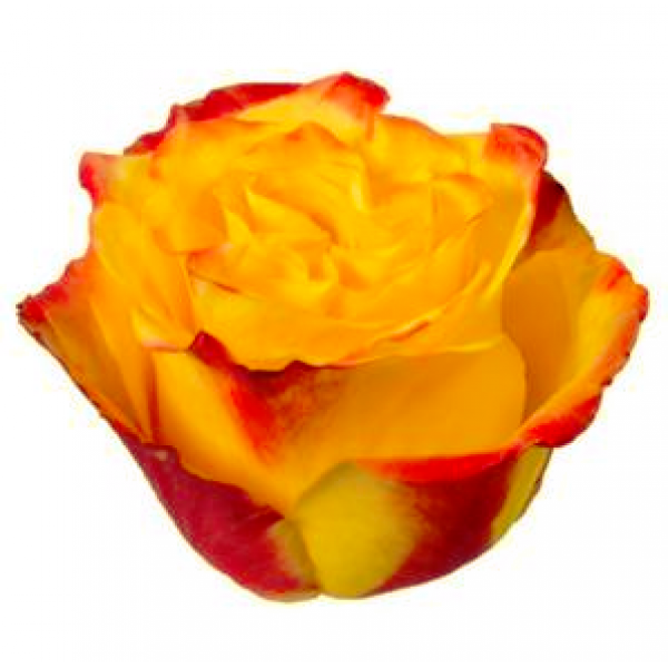 Rosa High & Magic Yellow Flame